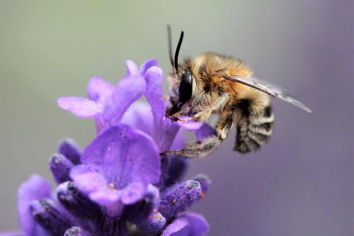 Anthophora pubescens